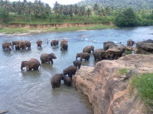 Pinnevalla Elephants