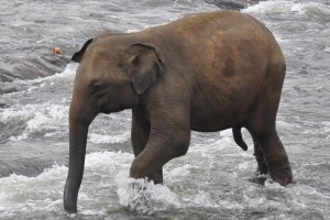 Elephants at pinnawela